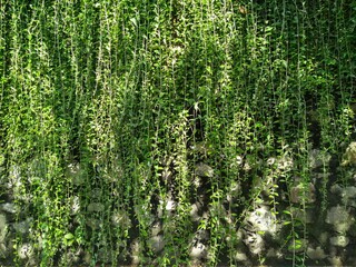 Climbing plant on the stone wall. Ornamental plant in the garden. Eco wall. Many climbing plant leaves on wall reduce dust in air. Tropical garden. Clean environment.