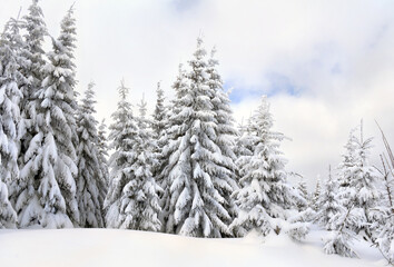 Naklejka premium Winter landscape of fir forest in snow