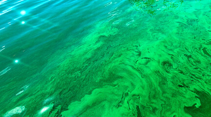 Fototapeta na wymiar Green algae on the water.