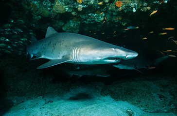 Aliwal Shoal Indian Ocean South Africa Sand tiger shark (Carcharias taurus) in cave