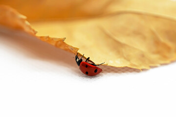 Dry autumn leaf on a white background. Fragment. Ladybug on a yellow dried leaf. Close-up. White background. Yellow-brown leaf. Isolate. Autumn still life. Autumn abstraction