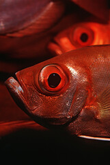 Mozambique Indian Ocean crescent-tail bigeyes (Priacanthus hamrur) close-up