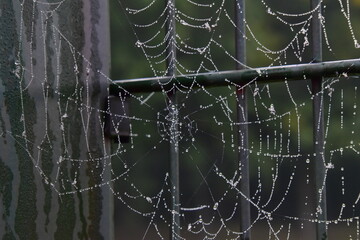 Spinnennetz