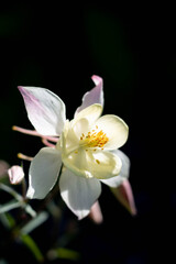 white orchid on black