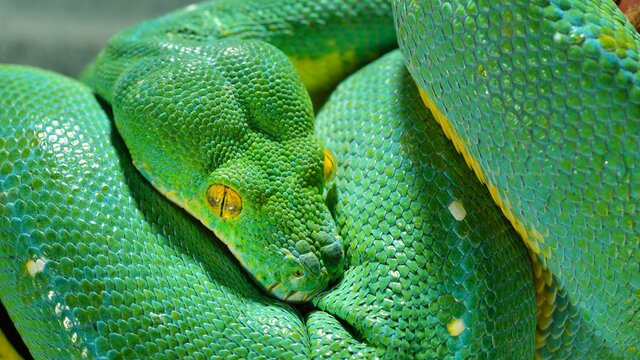 A body of the green tree python Morelia viridis close-up. Portrait art. Snake skin, natural texture, abstract, graphic resources. Environmental conservation, wildlife, zoology, herpetology