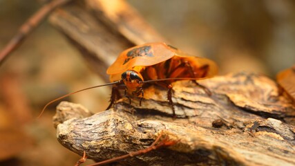 giant cockroach Blaberus giganteus in terrarium