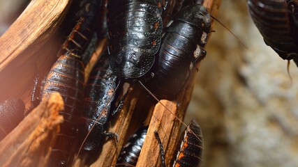 Black giant madagascar hissing cockroach group in natural environment. Princisia vanwaerebeki.