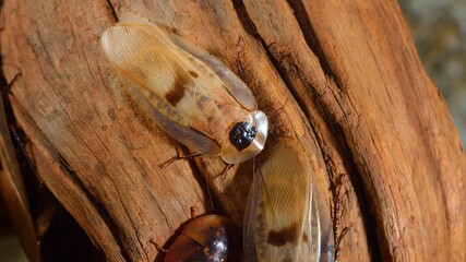 Giant cave mosaic cockroach (Archimandrita tesselata) in a terrarium environment