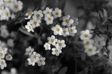 black and white flowers  background 