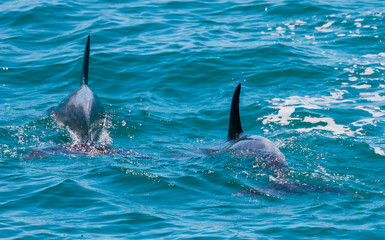 Pair of dolphins in Bay of Islands, New Zealand