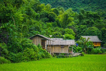 A cluster of home stay and local houses on a hillside between a green rice field and mountains, Mai Chau Valley, Vietnam, Southeast Asia.