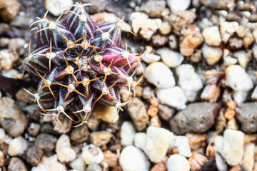 Variegated Gymnocalycium cactus with purple and red striped.