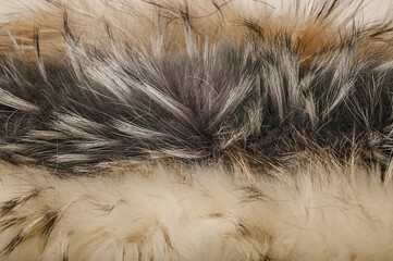 Thick fur of a raccoon dog. Fur animal texture. Horizontal shot