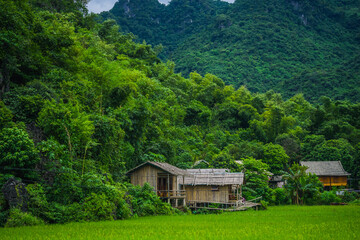 A cluster of home stay and local houses on a hillside between a green rice field and mountains, Mai Chau Valley, Vietnam, Southeast Asia.