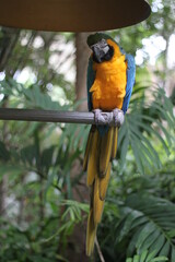 blue and yellow macaw