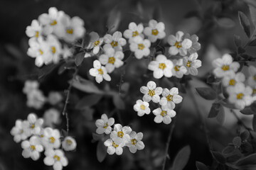 flowers black and white background