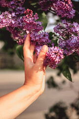 hands of a person holding a pink flower