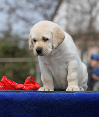 the yellow labrador puppy on the blue