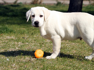 the yellow labrador in the park