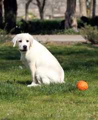 a yellow labrador in the park