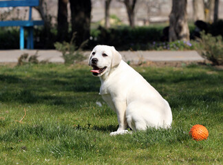 yellow labrador in the park
