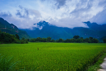 Obraz premium Green rice field and mountains, Mai Chau Valley, Vietnam, Southeast Asia.