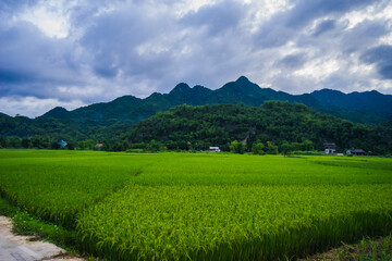 Fototapeta premium Green rice field and mountains, Mai Chau Valley, Vietnam, Southeast Asia.