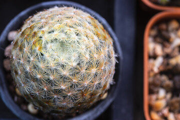 Mammillaria Schiedeana with With golden yellow thorns close together frequently.