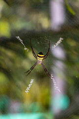 Giant spider hanging by its web against nature background