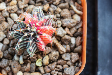 Gymnocalycium variegata cactus with pink and green patterns.