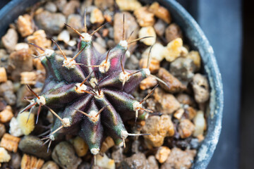 Gymnocalycium variegata cactus with red , black and green patterns.