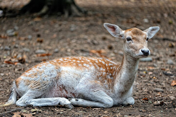 A fallow deer in the woods