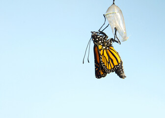 Close up of one Monarch Butterfly hanging from a chrysalis, wings slowly extending, wings still curled tightly. Light blue background.