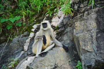 Black faced langur monkey sitting on roadside rocky wall. Monkey is sitting and watching.