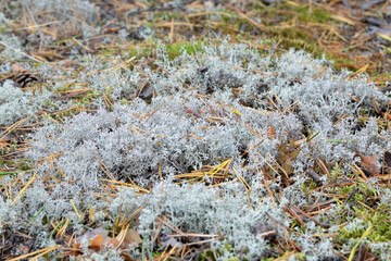 Moss closeup in forest.