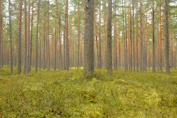 Fototapeta premium Pine forest at summer.