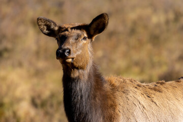 Elk Rut in Rocky Mountain National Park