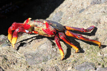 rote_Klippenkrabbe