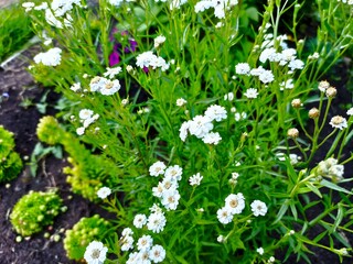 flowers in the garden
