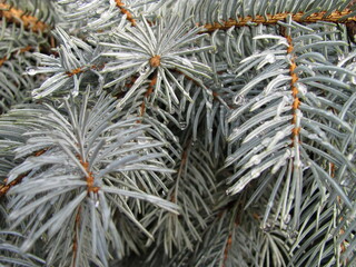 Naklejka na ściany i meble Branches of blue spruce after rain with drops close-up. Coniferous natural background