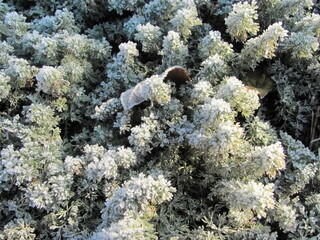 The grass is covered with frost. Small ice crystals. First frosts