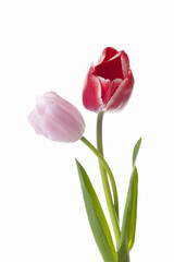 寄り添うチューリップ