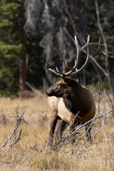 Elk Rut in Rocky Mountain National Park