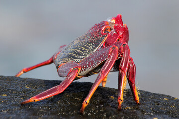 rote_Klippenkrabbe