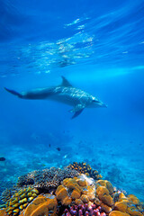 Dolphind and Corals