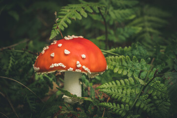 Close-Up Of Mushroom Growing In Between Ferns