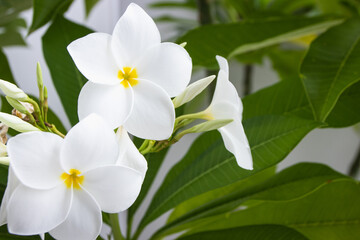 Obraz na płótnie Canvas The white frangipani or plumeria flower on green leave background.