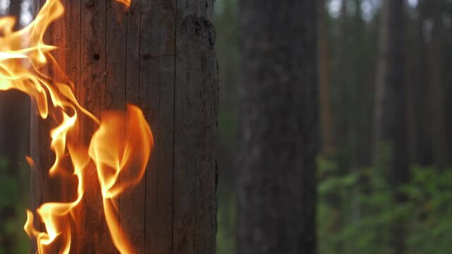dry burning tree close up, fire forest. rainforest trees on fire, drought and deforestation concepts. fire spread from burning tree, arson. killing wildlife. slash and burn deforestation