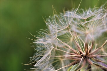 dandelion seed head