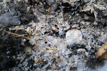 ash on the ground